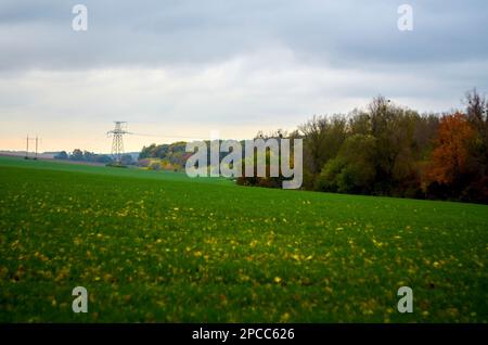 Foto eines Feldes mit Winterweizen im Herbst Stockfoto