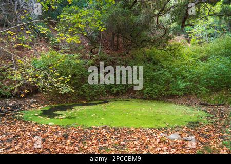 Ein runder Teich, bedeckt mit helllimettgrünen Algen, liegt zwischen gefallenen Blättern und Sträuchern unter Eichenästen im Garland Ranch Regional Park, Kalifornien. Stockfoto