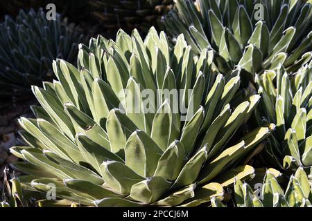 Agave victoriae-reginae - Königin-Victoria-Agave. Stockfoto