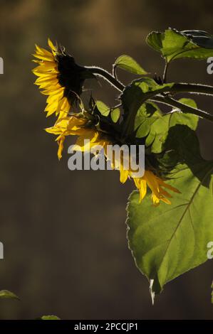 Zwei Sonnenblumen im Sonnenschein Stockfoto
