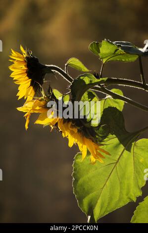 Zwei Sonnenblumen im Sonnenschein Stockfoto