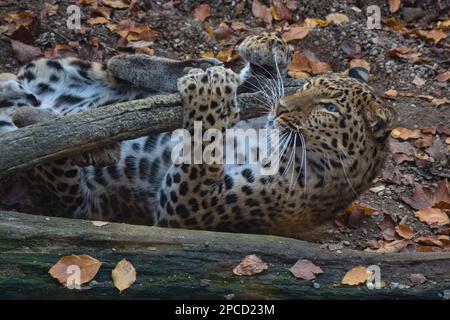 Chinesischer Leopard, Panthera pardus japonensis Stockfoto