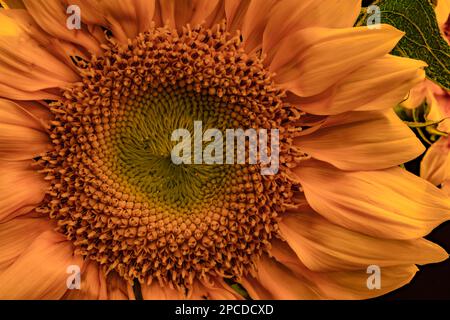 Eine Nahaufnahme einer Sonnenblume enthüllt faszinierende Details und erinnert uns daran, dass Mutter Natur die größte Künstlerin ist. Stockfoto