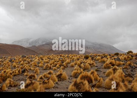 Schneesturm in der Nähe von Laguna Cañapa, Departement Potosí, Bolivien Stockfoto