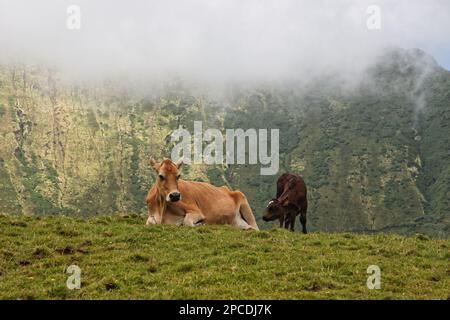 Eine Kuh und ihr Kalb in der Caldera auf der Insel Corvo, Azoren, Portugal Stockfoto