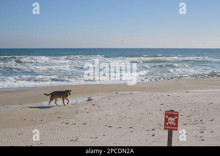 Ein leerer Strand in der Nähe des Meeres, ein Schild, die Inschrift wird übersetzt - Halt, Minen und ein Hund, der am Strand entlang läuft Stockfoto