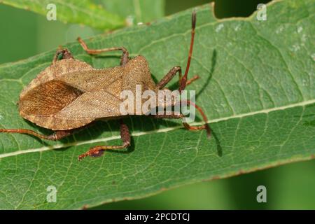 Nahaufnahme des braunen Käfers, Coreus marginatus, einer der häufigsten Suashbugs im Garten Stockfoto