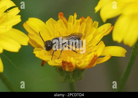 Natürliche Nahaufnahme einer großköpfigen Harzbiene, Heriades truncorum auf einer gelben Inula-Blume im Garten Stockfoto