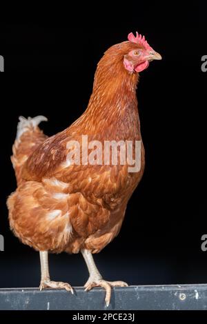 Freilandhuhn vor schwarzem Hintergrund in einer Scheune. North Yorkshire, Großbritannien. Stockfoto