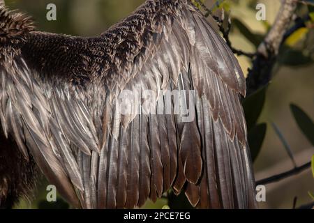 Eine Nahaufnahme der Federn der Anhinga. Stockfoto