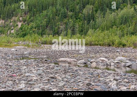 Denali Park, Alaska, USA - 24. Juli 2011: Nenana River. Stockfoto