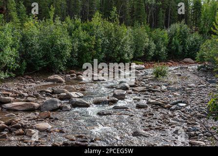 Denali Park, Alaska, USA - 24. Juli 2011: Der Nenana River fließt schnell über felsige Felsbrocken zwischen grünen bewaldeten Küsten Stockfoto