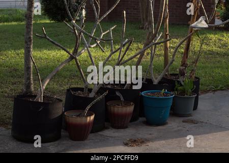 Plumeria, bekannt als Frangipani, ist eine Gattung blühender Pflanzen der Unterfamilie Rauvolfioideae, der Familie Apocynaceae. Stockfoto