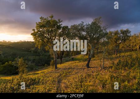Landschaft mit Korkeichenbäumen bei Sonnenuntergang unter violetten Wolken in Portugals Algarve Stockfoto