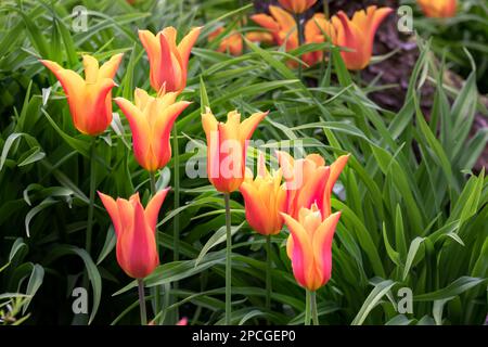 Wunderschöne und leuchtende orange-gelbe Tulipa Ballerina im Frühling, Nahaufnahme Stockfoto