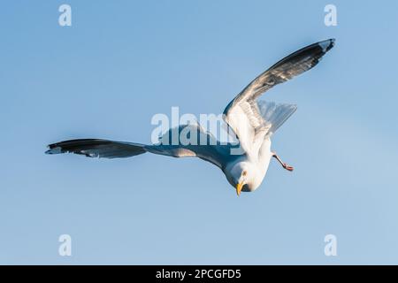 Europäische Heringsmöwe, Larus argentatus im Flug Stockfoto