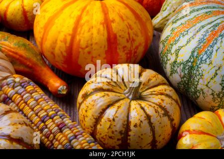 Farbenfrohes Kürbis-Leben im Herbst mit indischem Mais Stockfoto