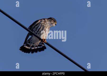 Der Merlin (Falco Columbarius), Jungvogel. Ist eine kleine Falkenart. Naturszene aus Wisconsin. Kann Vögel fangen, die größer sind als sich selbst, aber hu Stockfoto