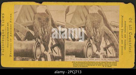 Old Abe, der Krieger, der an 36 Schlachten teilnahm / W. M. Chase... Liljenquist Family Sammlung von Bürgerkriegsfotos, pp/liljpaper. United States, Army, Wisconsin Infanterie Regiment, 8. (1861-1865), Old Abe (Eagle), 1870-1880, Adler, 1860-1890, Maskottchen, 1860-1890, Usa, Geschichte, Bürgerkrieg, 1861-1865, Tiere. Stockfoto