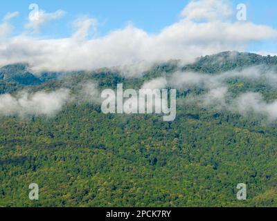 Tropische Wälder können große Mengen an Kohlendioxid aus der Atmosphäre aufnehmen. Stockfoto