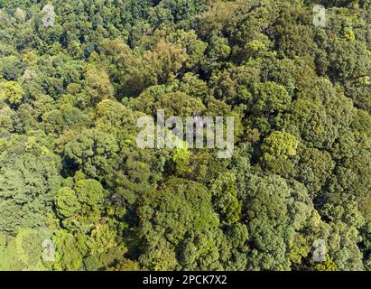 Tropische Wälder können große Mengen an Kohlendioxid aus der Atmosphäre aufnehmen. Stockfoto