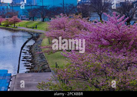 Kawazu-Kirschblüten blühen in voller Blüte im Park Wide Shot Stockfoto