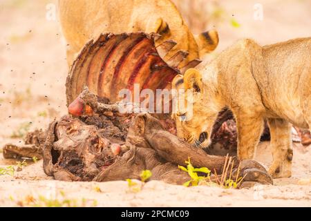 Junge Löwenjungen werden bei einem Büffelmord im Hwange-Nationalpark in Simbabwe gesehen. Stockfoto