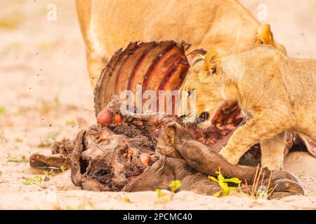 Junge Löwenjungen werden bei einem Büffelmord im Hwange-Nationalpark in Simbabwe gesehen. Stockfoto