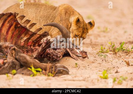 Junge Löwenjungen werden bei einem Büffelmord im Hwange-Nationalpark in Simbabwe gesehen. Stockfoto