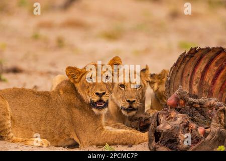 Junge Löwenjungen werden bei einem Büffelmord im Hwange-Nationalpark in Simbabwe gesehen. Stockfoto