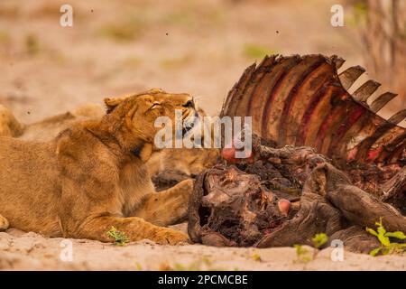 Junge Löwenjungen werden bei einem Büffelmord im Hwange-Nationalpark in Simbabwe gesehen. Stockfoto