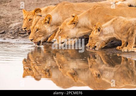 Ein Stolz des Löwen, Panther Leo, trinkt aus einem Wasserloch im Hwange-Nationalpark Simbabwes. Stockfoto