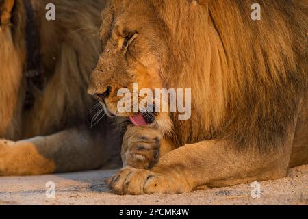 Zwei große männliche Löwen sind im Hwange-Nationalpark von Simbabwe zu sehen. Stockfoto