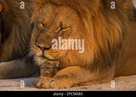 Zwei große männliche Löwen sind im Hwange-Nationalpark von Simbabwe zu sehen. Stockfoto