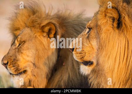 Zwei große männliche Löwen sind im Hwange-Nationalpark von Simbabwe zu sehen. Stockfoto