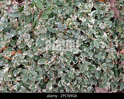 Großblättrige Winterblüte immergrüne, verschiedene Blätter weiß-grüne Euonymus Ludei Smaragd-Gaiety Stockfoto