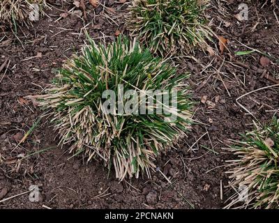 Closeup of the cut back garden plant deschampsia cespitosa goldtau or tufted hair grass seen planted in the ground in late winter. Stockfoto