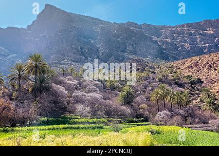 Blühende Aprikosenbäume in den westlichen Hajar-Bergen, Wakan, Oman Stockfoto