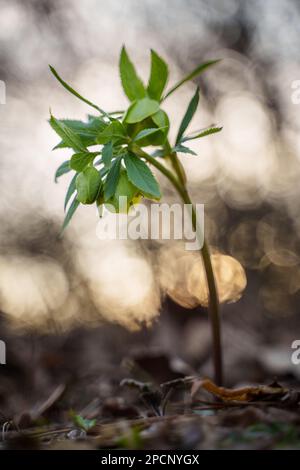 Helleborus odorus, gemeinhin duftender Helleberore im Wald Stockfoto