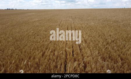 Weizenfeld. Feld mit Ohren aus reifem Weizen an bewölkten Tagen. Aus der Vogelperne sehen Sie die Spitzen des gereiften Weizens. Sie fliegen über Weizenfelder am Sommertag. Landwirtschaftliches Anbaugebiet. Stockfoto