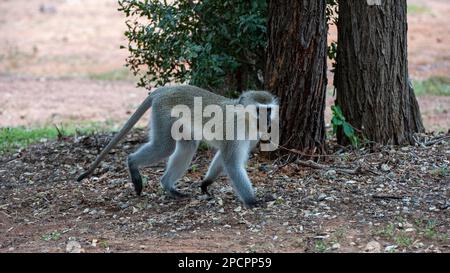 Vervet-Affe (Cercopithecus aethiops) Marakele-Nationalpark, Südafrika Stockfoto