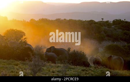 Wildtiere im Addo Elephant National Park, Port Elizabeth, Südafrika Stockfoto