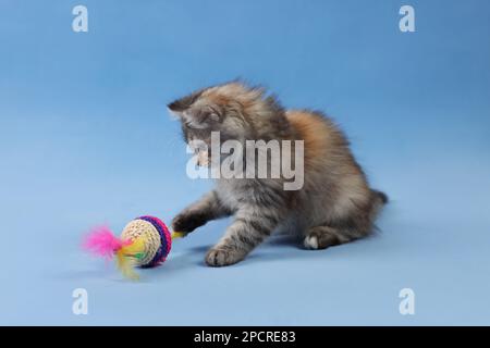 Niedliches flauschiges Kätzchen, das mit dem Spielzeug auf hellblauem Hintergrund spielt Stockfoto