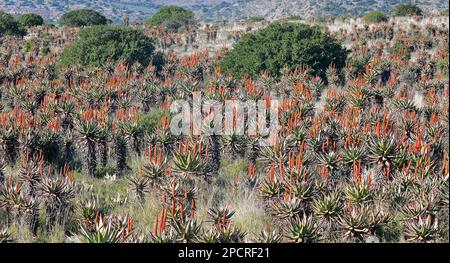 Aloe Ferox blüht im Ostkap Südafrikas Stockfoto