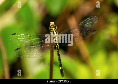 Neodythemis hildebrandti, Gattung der Libelle in der Familie Libellulidae, fliegendes Insekt der Anisoptera unterhalb der Ordnung Odonata. Ranomafana Stockfoto
