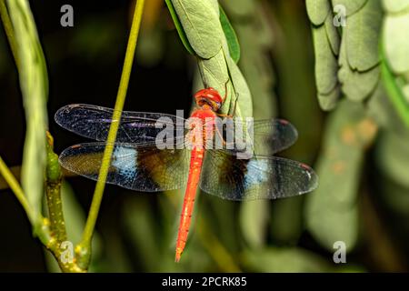 Korallenschwanzwolken, männlich (Tholymis tillarga), Libellenart der Familie Libellulidae. Miandrivazo, Madagaskar Wildtier Stockfoto