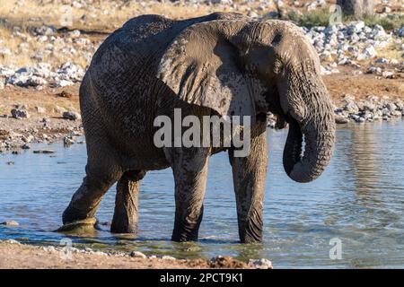 Teleaufnahmen eines afrikanischen Elefanten - Loxodonta Africana -, der aus einem Wasserloch im Etosha-Nationalpark in Namibia trinkt. Stockfoto