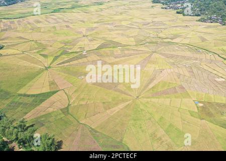 Drohnenaufnahme aus der Vogelperspektive auf das Spinnennetz-Reisfeld in Ruteng auf Flores mit Bäumen und Häusern an den Rändern. Stockfoto