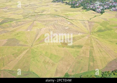 Drohnenaufnahme aus der Vogelperspektive auf das Spinnennetz-Reisfeld in Ruteng auf Flores mit Bäumen und Häusern an den Rändern. Stockfoto