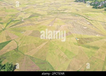 Drohnenaufnahme aus der Vogelperspektive auf das Spinnennetz-Reisfeld in Ruteng auf Flores mit Bäumen und Häusern an den Rändern. Stockfoto